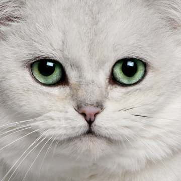 Close-up British Shorthair (5 years old)