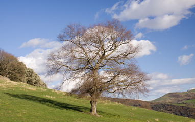 Obraz premium Arbol invernal