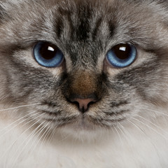 close up of a Birman (8 months old)