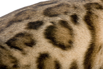 Naklejka premium Fur of a Bengal