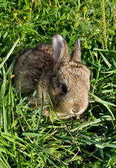 gray rabbit into green grass