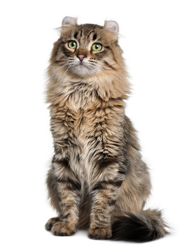Front view of American Curl (8 months old), sitting