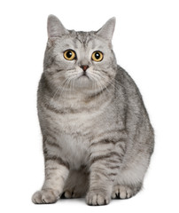 Front view of British Shorthair (18 months old), sitting