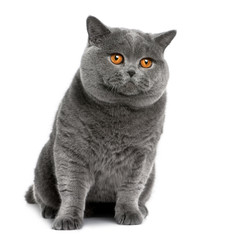 Front view of a british shorthair (2 years old), sitting