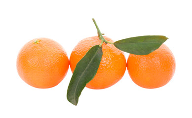 tree tangerines