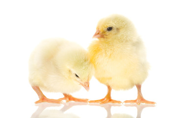two chicks