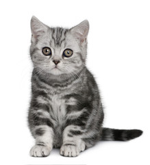 Front view of British Shorthair kitten (10 months old), sitting