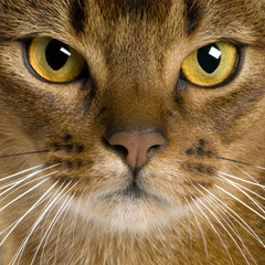 Fototapeta premium close up of a Abyssinian (9 months old)