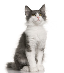 Norwegian Forest Cat kitten, sitting and looking up