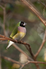 Tropical finch
