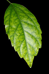 Leaf