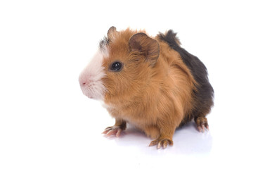 bébé cochon d'inde mâle rosette