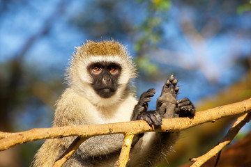 Monkey on tree