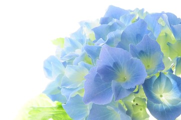 blue  hydrangea - 20762303