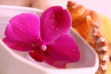 orchidee,wellness © Swetlana Wall