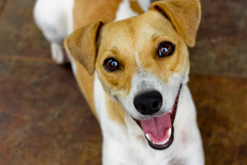 Jack Russel Terrier Puppy dog happy