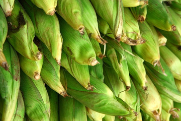 detail of fresh harvest corn buds on stock