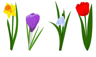 Set of four spring flowers narcissus, crocus, snowdrop and tulip