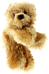 ourson, peluche, fond blanc