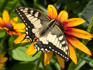 Old World Swallowtail