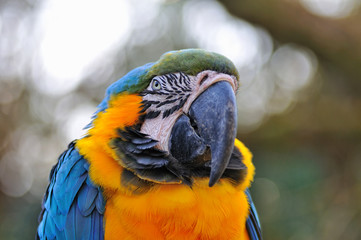 ルリコンゴウインコ