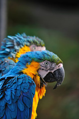 ルリコンゴウインコ