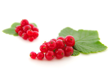 red currants