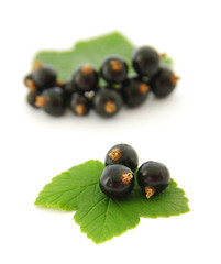 Black currant