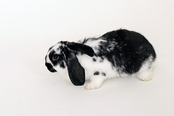 Obraz premium Hase