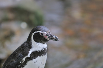 Obraz premium ペンギンのポートレート