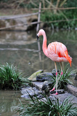 フラミンゴのポートレート