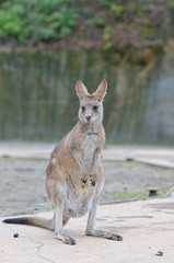カンガルーのポートレート