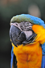 ルリコンゴウインコ