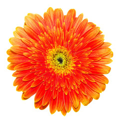 Orange gerbera