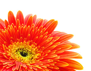 Orange gerbera