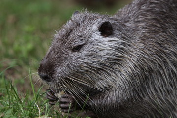 Nutria