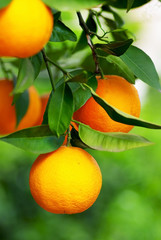Fototapety  Dojrzałe pomarańcze na drzewie.