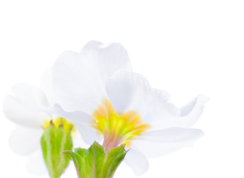 fleur de primevère au printemps - image sur fond blanc