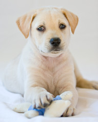 Lab puppy