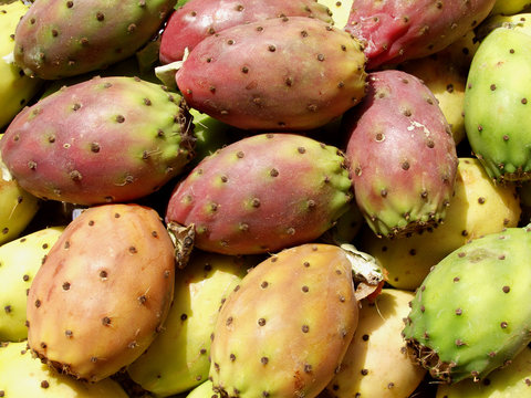 fichi d'india