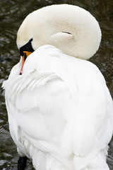 pływający łabędź © Lukas Juszczak