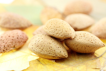 amandes, feuilles mortes d'automne