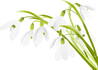 Fototapeta na wymiar Spring snowdrop flowers background (vector)