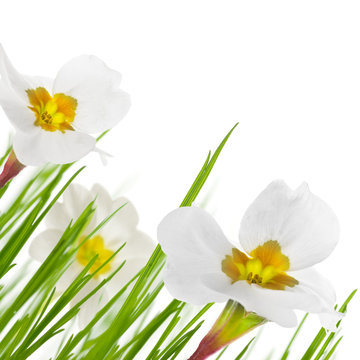 image de fleurs de printemps sur fond d'herbes fond blanc