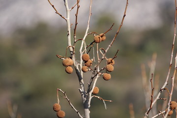 Fruit de platane