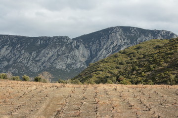 Vigne,Fenouillèdes,Pyrénées orientales