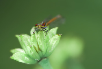 Damselfly
