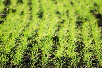 New growth