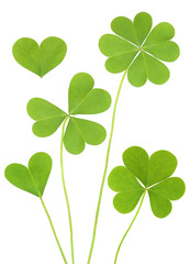 Three & Four Leaf Shamrock Clovers