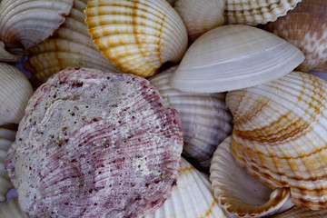 Muscheln Hintergrund